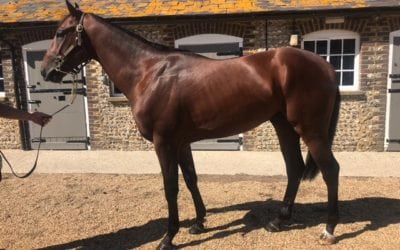Flying Dragon purchased at Goffs UK Goodwood Sales…