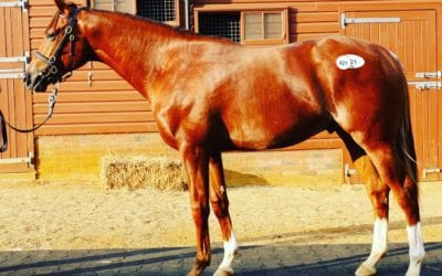Busy Few Days at Tattersalls Ireland Sales…