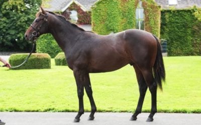 Yearling Sales in Full Swing