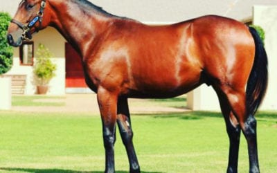 Yearlings Purchased at Cape Premier Yearling Sale 2021