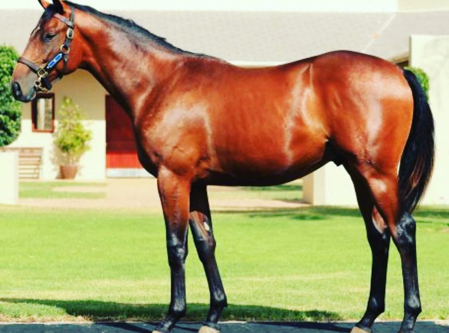 Yearlings Purchased at Cape Premier Yearling Sale 2021