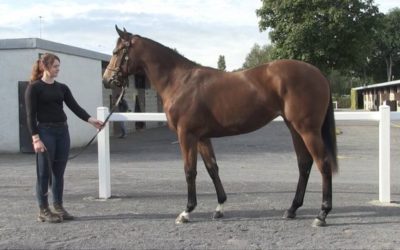 Great couple of days at Goffs Orby and Goffs Sportsman Yearling Sales…