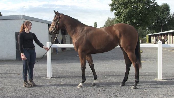 Great couple of days at Goffs Orby and Goffs Sportsman Yearling Sales…