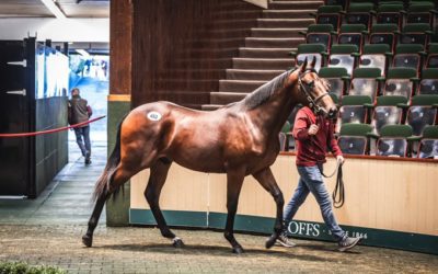 Great couple of days at Goffs Orby Sale…