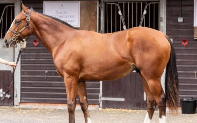 Great Few Days at Doncaster Yearling Sales…