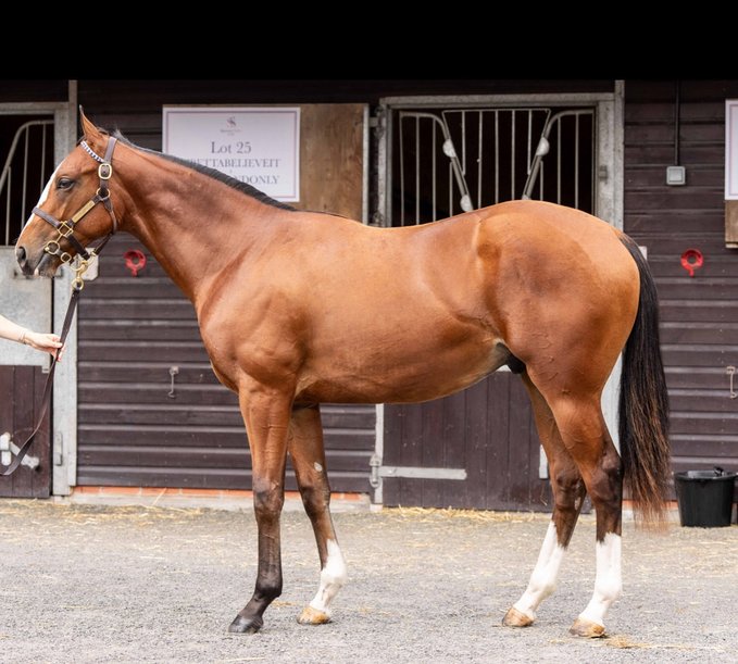 Great Few Days at Doncaster Yearling Sales…
