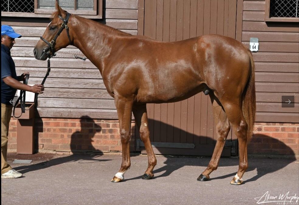 Lot 152 Tattersalls Somerville Sale 2023