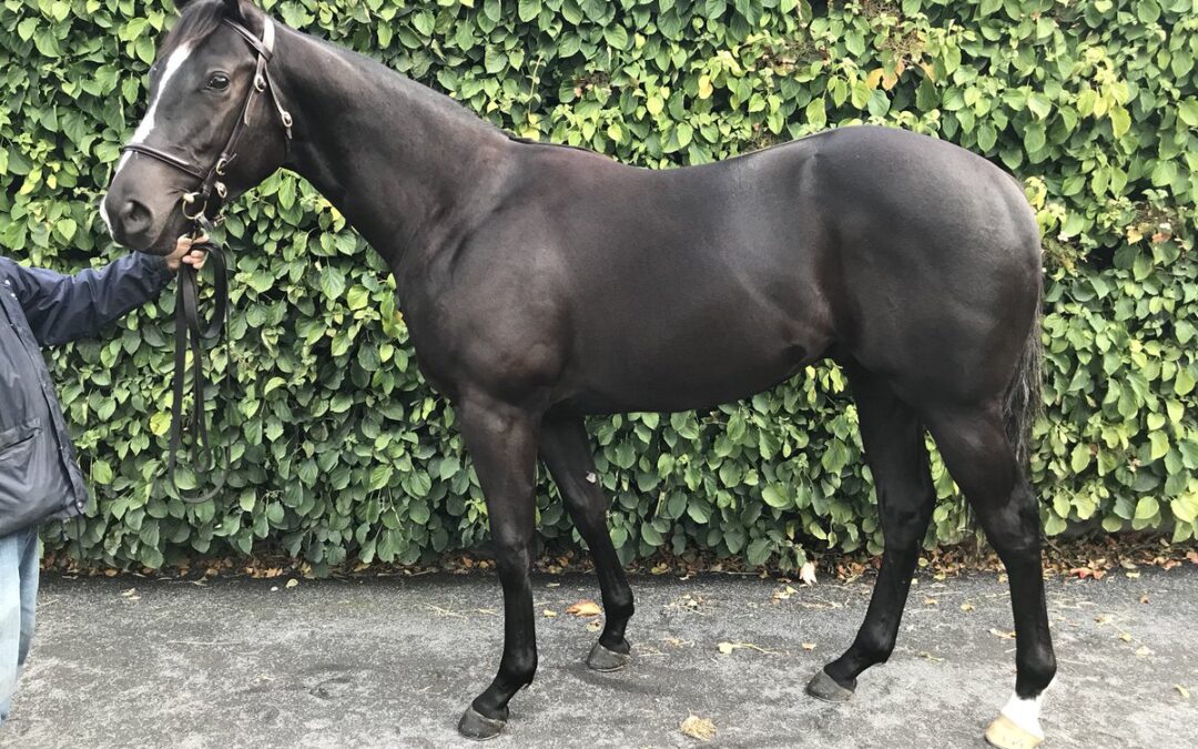 Lot 272 Dream Ahead