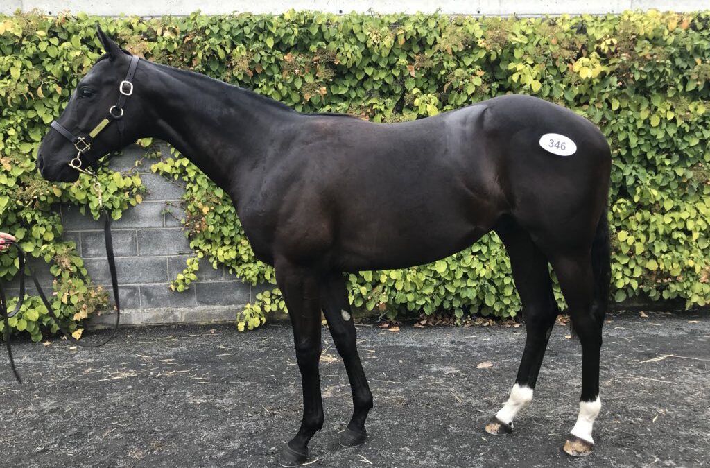Lot 346 Fountain of Youth