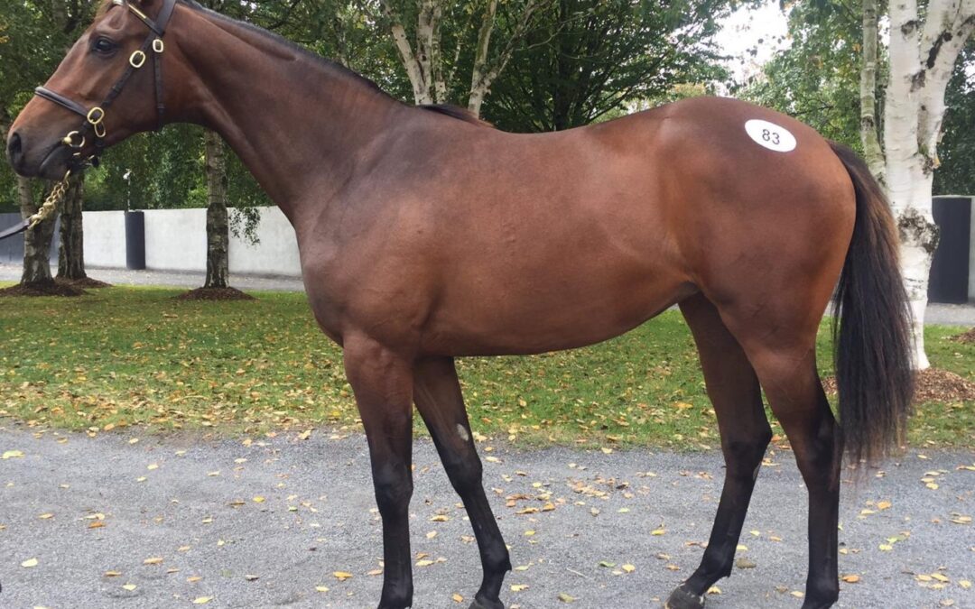 Lot 83 Goffs Orby Sale 2018
