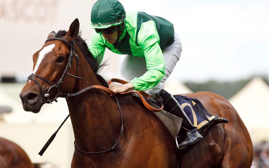 Settle For Bay Royal Ascot 2018